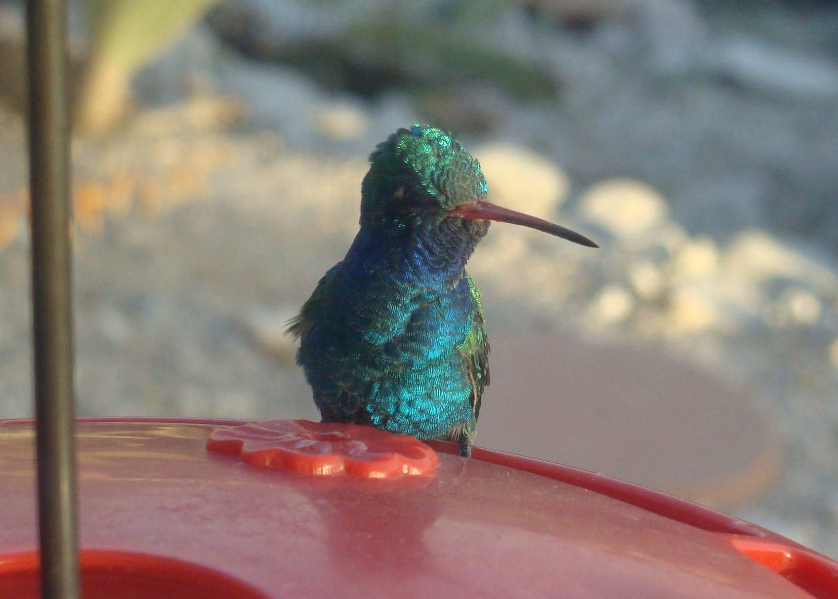 Hummingbirds from backyards and beyond